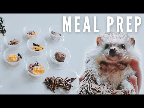 Video: Hvordan man korrekt fodrer afrikanske pygmy Hedgehogs: Protein, Insekter og Grøntsager