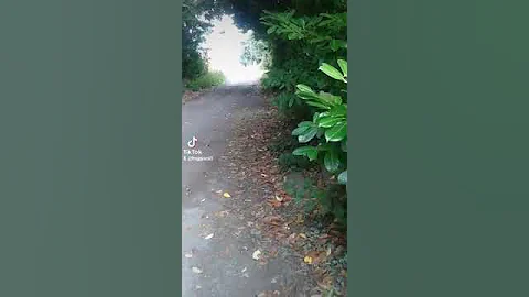 rob whiteford zoom zoom