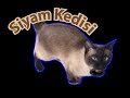 Siyam kedisi siamese cat like a dog clever cat