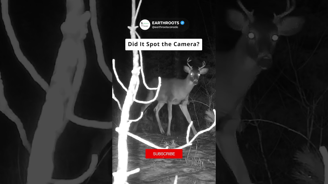 EYES IN THE FOREST | Did It Spot the Camera?