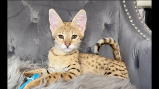 F1 SAVANNAH KITTEN - AHSOKA by Luxury Savannahs 2,800 views 2 years ago 4 minutes, 39 seconds