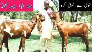 top class goat high quality breed Pure Beetal Amritsari nagri goat Amin Bhai From okara goat farming