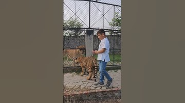 Tiger Wants to Fight with Big Lioness | Nouman Hassan |