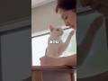 あのね🐾 #白猫 #シロちゃん #猫のいる暮らし