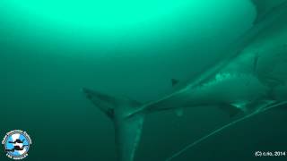 Too Close for Comfort  Great White Shark encounter