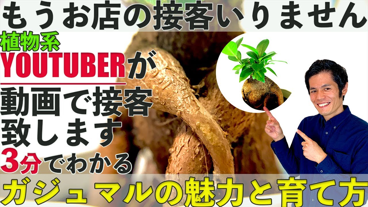 観葉植物 ガジュマルの魅力と育て方 Youtube