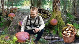 Giant mushrooms. Picking WILD MUSHROOMS 2024, Extreme Boletus Mushrooms, large mushrooms picking.