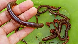 Finding Millipedes and SNAILS - Menemukan banyak Serangga Luwing Kaki Seribu dan Bekicot