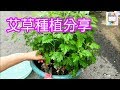 種艾草分享[081]-口木呆-呆呆過生活