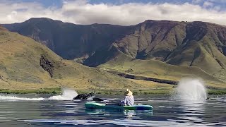 Maui kayak whale watch