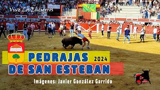 SUELTA de 2 TOROS de CAJÓN Pedrajas de San Esteban 2024