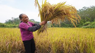 什麼叫粒粒皆辛苦從谷再到米飯經歷4個月勞作迎來大豐收 From rice planting to making rice Chinese Food 广西 美食 玉林阿婆