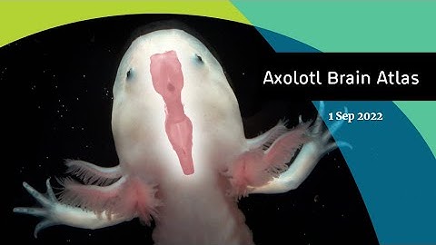 An atlas of the salamander brain and its regenerative abilities