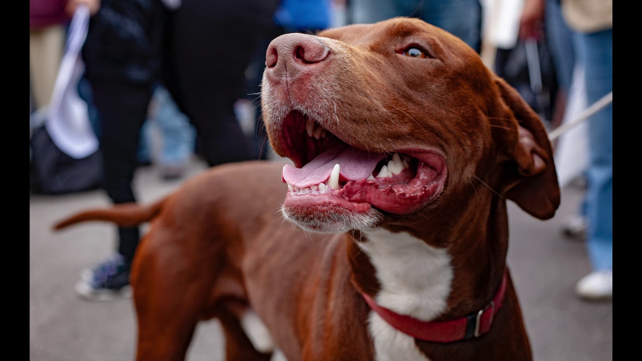 mayday mayday. creative commons. Ride the fence by the coup.