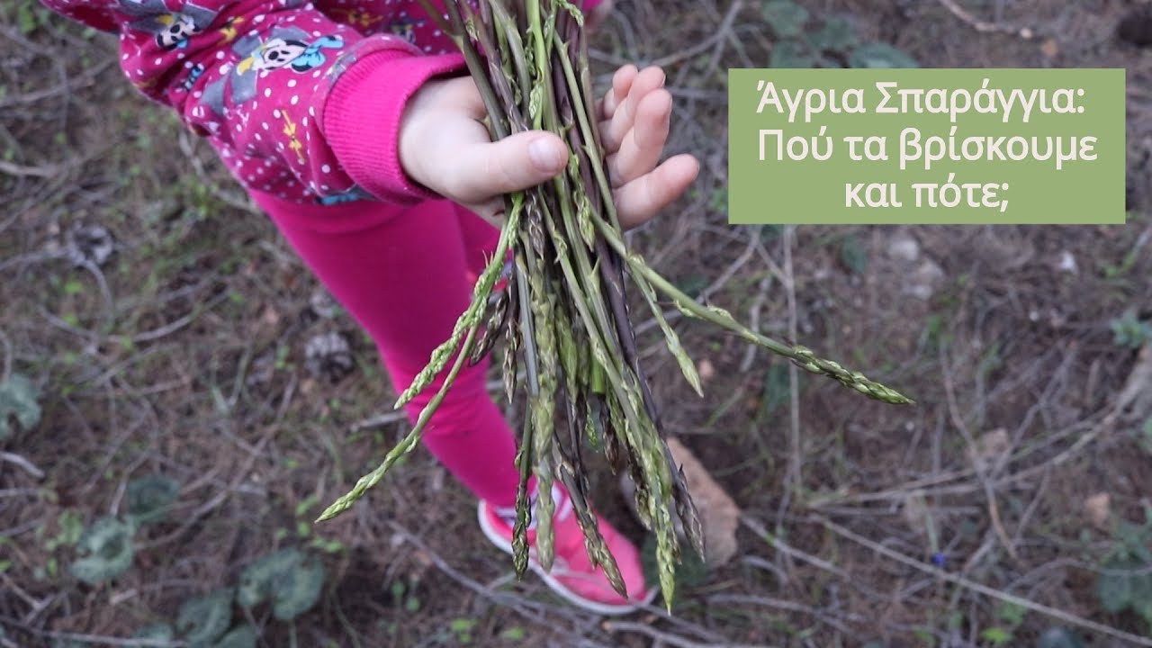Άγρια Σπαράγγια: Πώς τα μαζεύουμε, πού και πότε; | MamaEarth