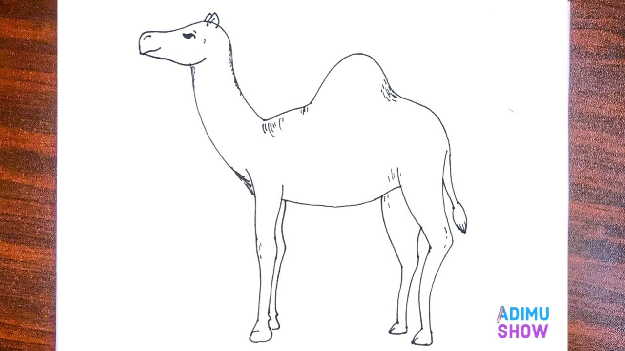 How to draw a camel | step by step tutorial - YouTube