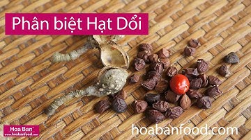 HẠT DỔi RỪNG   Đi tìm Vàng đen Tây Bắc