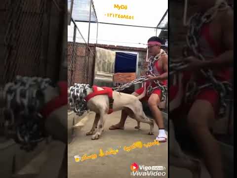 حمو بيكا كلبي اجدع منك اصاحبي