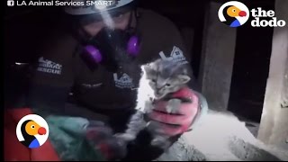 Kittens Stuck Under Building for 4 DAYS Rescued by Heroes | The Dodo