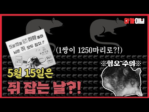 ※혐오주의※  쥐 잡는 날...아세요? 한 쌍의 쥐가 1년이면 1,250마리가 되는 것을 막기 위한 소탕작전!  #쥐잡기 #쥐약 #쥐덫
