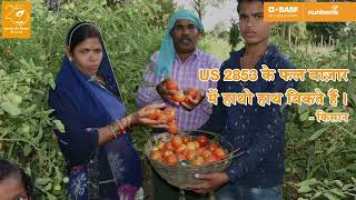 Nunhems Hybrid Tomato Us 2853