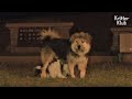 Grandmother Helps A Dog With A Broken Leg To Breastfeed Her Own Puppies | Animal in Crisis EP62