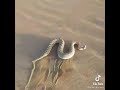 دي الطريشه احظرو منها من أخطر انواع الافاعي السامه في الصحراء 