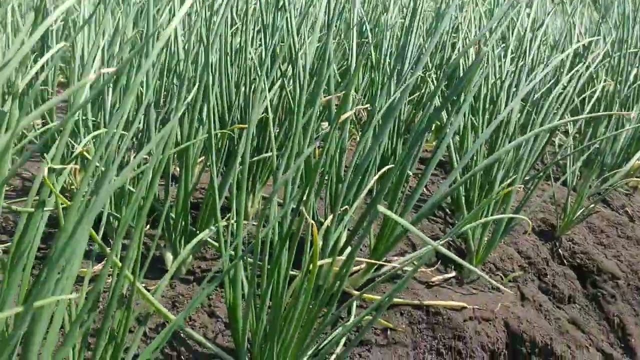 BAWANG MERAH,33 HARI MUSIM KEMARAU 