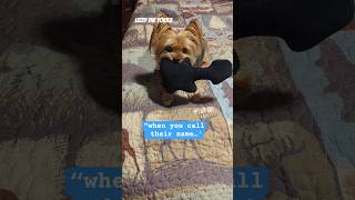 Lizzy the Yorkie | I Called Her Name... 😭🐾