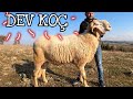 DÜNYANIN EN BÜYÜK KOÇU GÖZLERİNİZE İNANAMAYACAKSINIZ !!! #giantsheep #biggest #sheep