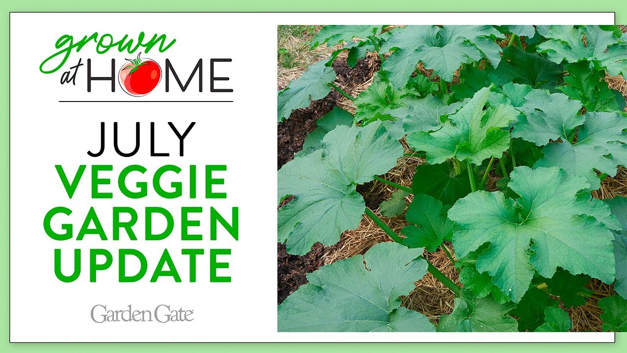 July Veggie Garden Check-In 🥕 Grown at Home Series: Episode 6