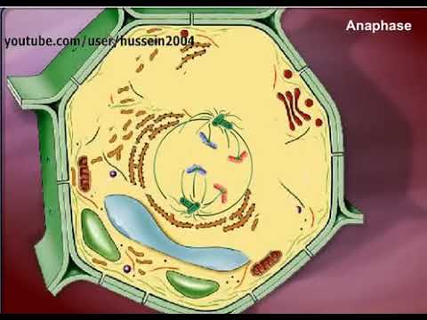 فيديو: ما هي مراحل 18 من انقسام الخلايا النباتية؟