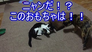 手作り猫用おもちゃがウチの猫達に大好評！シャイニングムーン社の手作り猫用おもちゃ！(前編)