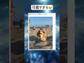 楽しそうwww #shorts #おもしろ #犬 #ペット #ビーチ
