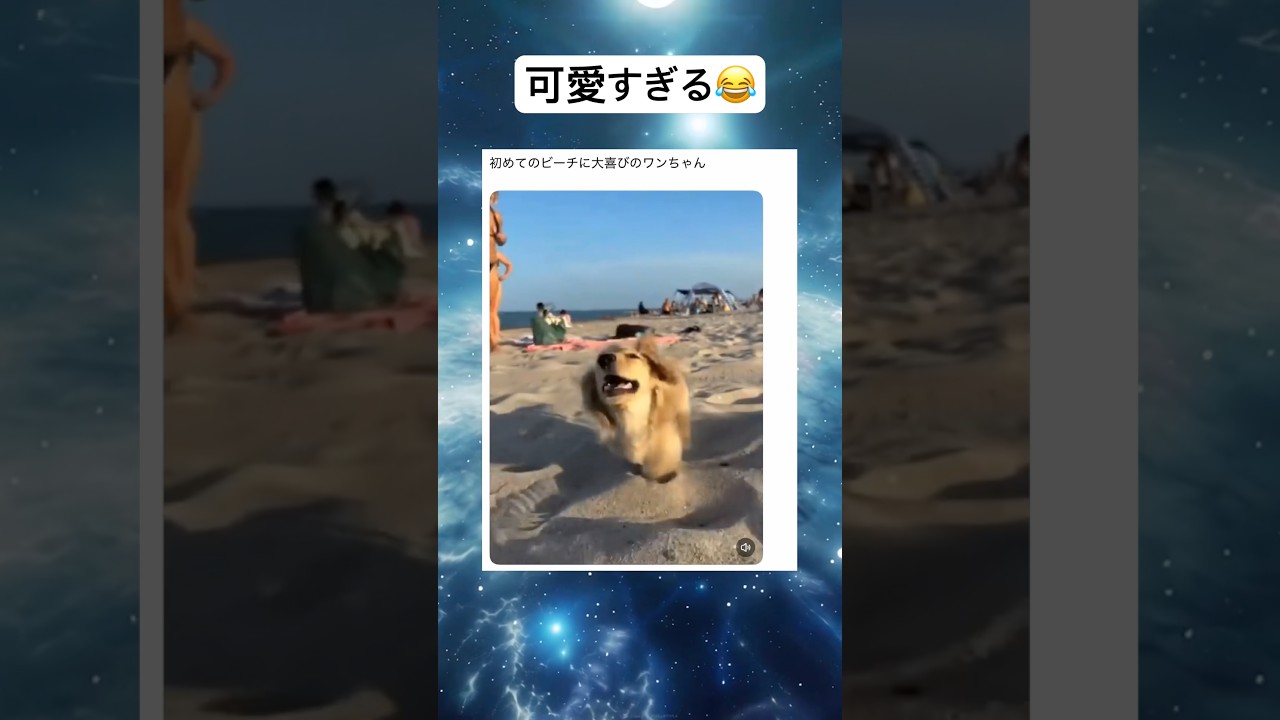 楽しそうwww #shorts #おもしろ #犬 #ペット #ビーチ