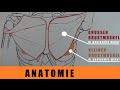 Brust Anatomie –  untere, mittlere, obere Brust (-Anteile) trainieren – Brust dehnen