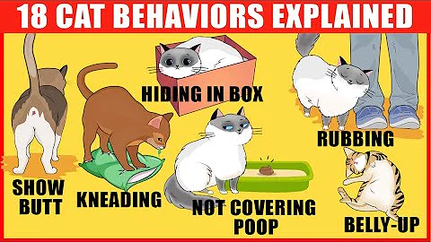 18 Strangest Cat Behaviors Explained - DayDayNews