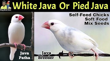 Young Java Sparrow Vs pied Java Sparrow | Self chicks soft food | Java sparrow | Java bird | Java