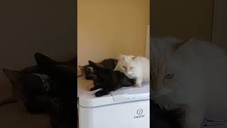 Хорошо устроился🙄 Зефир #кот #кошка #коты #зефир #отдых #семья #прикол