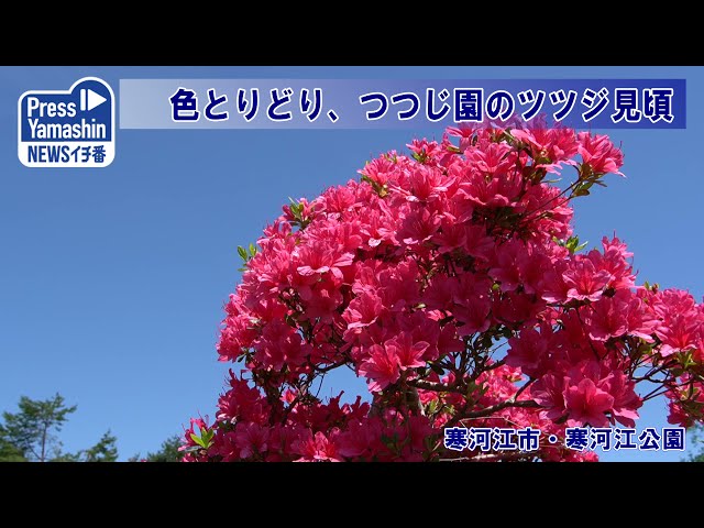 ツツジ 色とりどり 寒河江公園で見頃 モバイルやましん ツツジ 色とりどり 寒河江公園で見頃 モバイルやましん