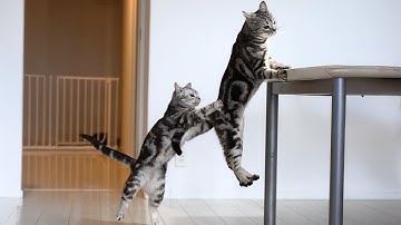 When you have a Cat with an Incredible Brain!