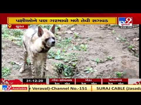 Arrangements made to protect Zoo animals from cold in #Surat | TV9Gujarati news