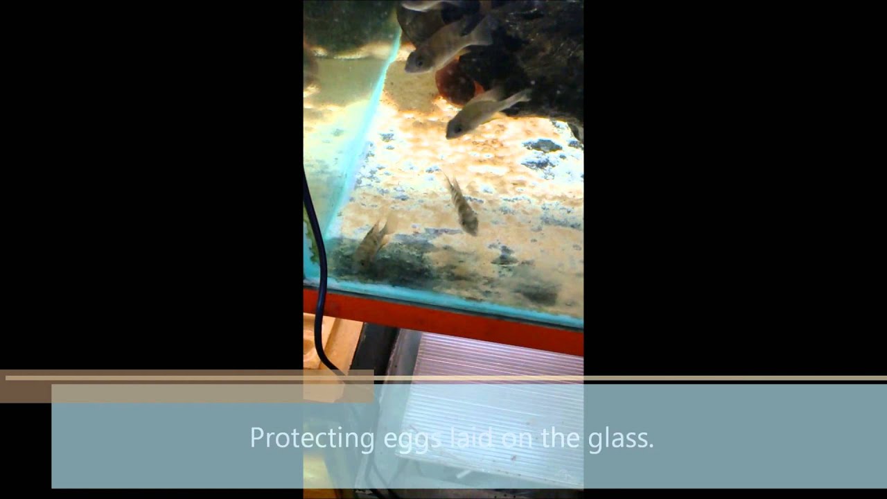 video phone beyonce mp3 Thorichthys helleri 'Rio Chacamax; F1 spawn
