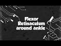 Flexor Retinaculum Around Ankle | Easy Anatomy for MBBS 1st Year #FlexorRetinaculum #AnkleAnatomy 