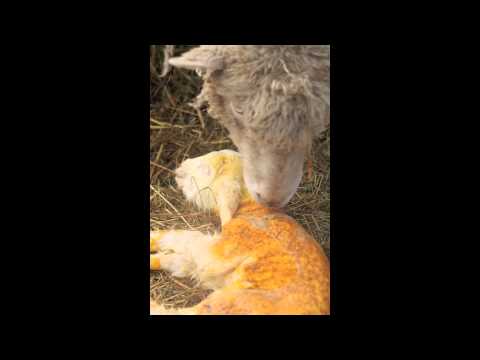 Two Sets of Twin Lambs at Leyden Glen Farm