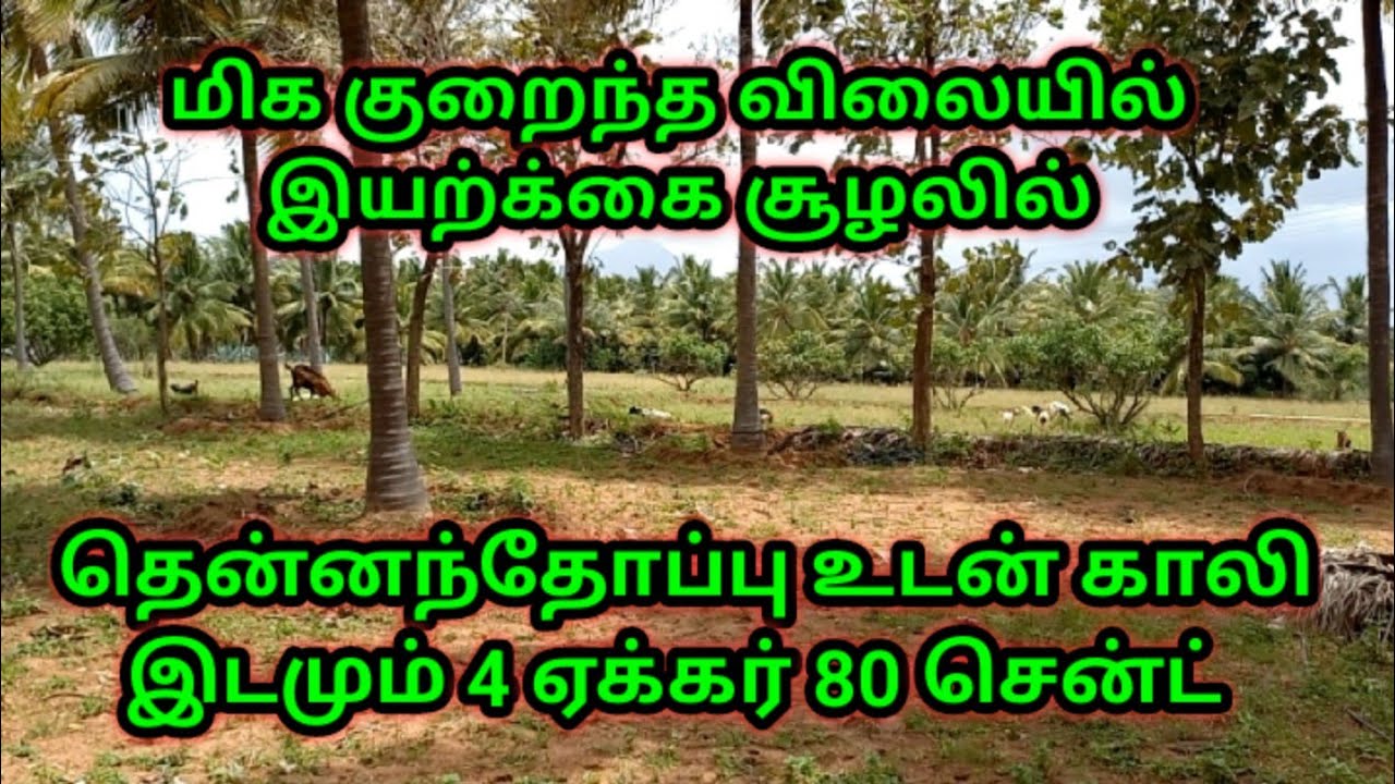 Very Low Budget Coconut farm with Empty Land near Udumalpet 4 Acre 80 Cent YouTube