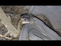 African file snake eats african eggeating snake