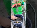 Orange plant grow tips using compost soil #orange #plants #gardening #rooftopgarden #garden