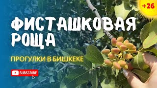 видео: Где растут самые вкусные фисташки? Смотрите сами! картинка: Где растут самые вкусные фисташки? Смотрите сами!