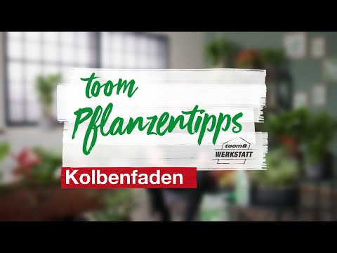 toom Pflanzentipps: Kolbenfaden | toom Baumarkt